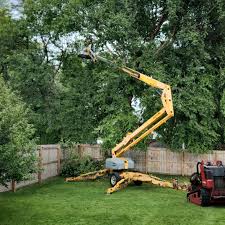 How Our Tree Care Process Works  in Rainbow Lakes Estates, FL